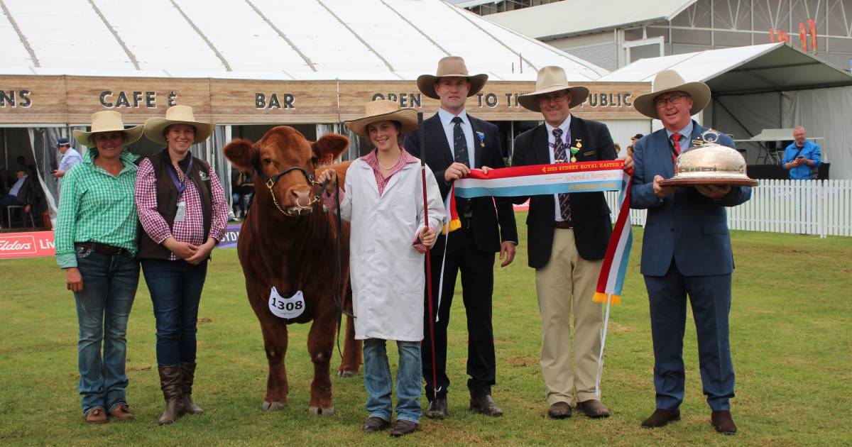 Clean sweep for Scots All Saints in open steer competition