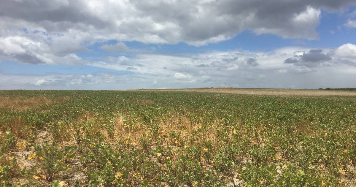 'Underrated' crop shows success in trials