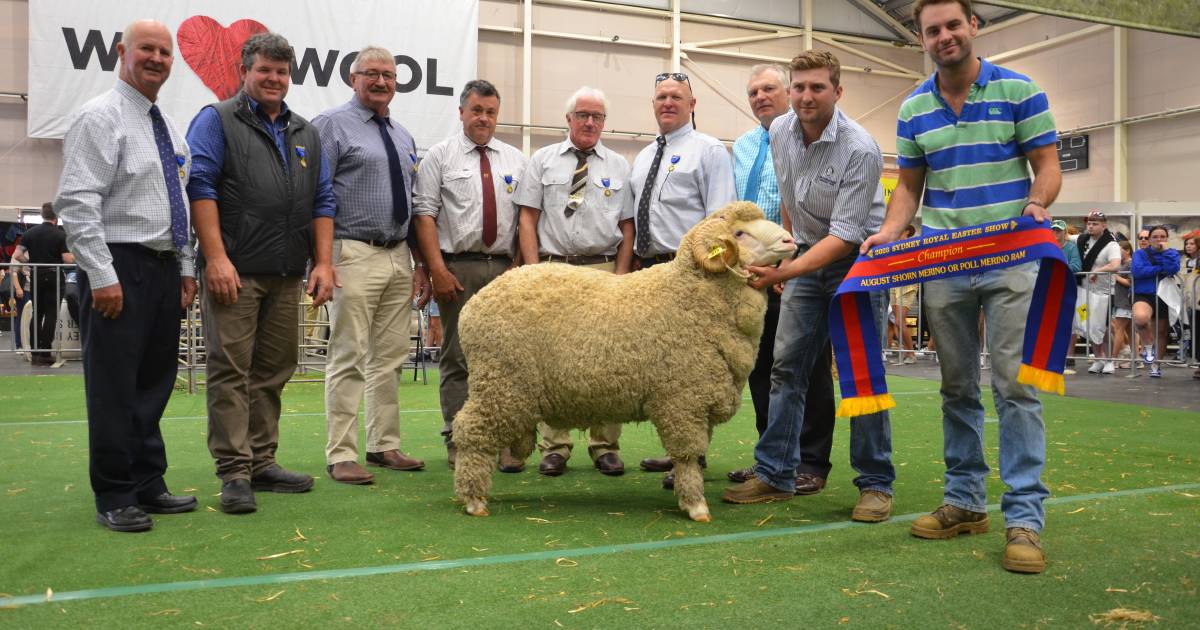 August-shorn champions in Sydney | The Land