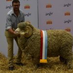 Scone weaner steers ave 4238cents a kilogram | The Land