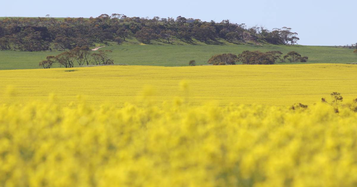 What is happening with canola prices?