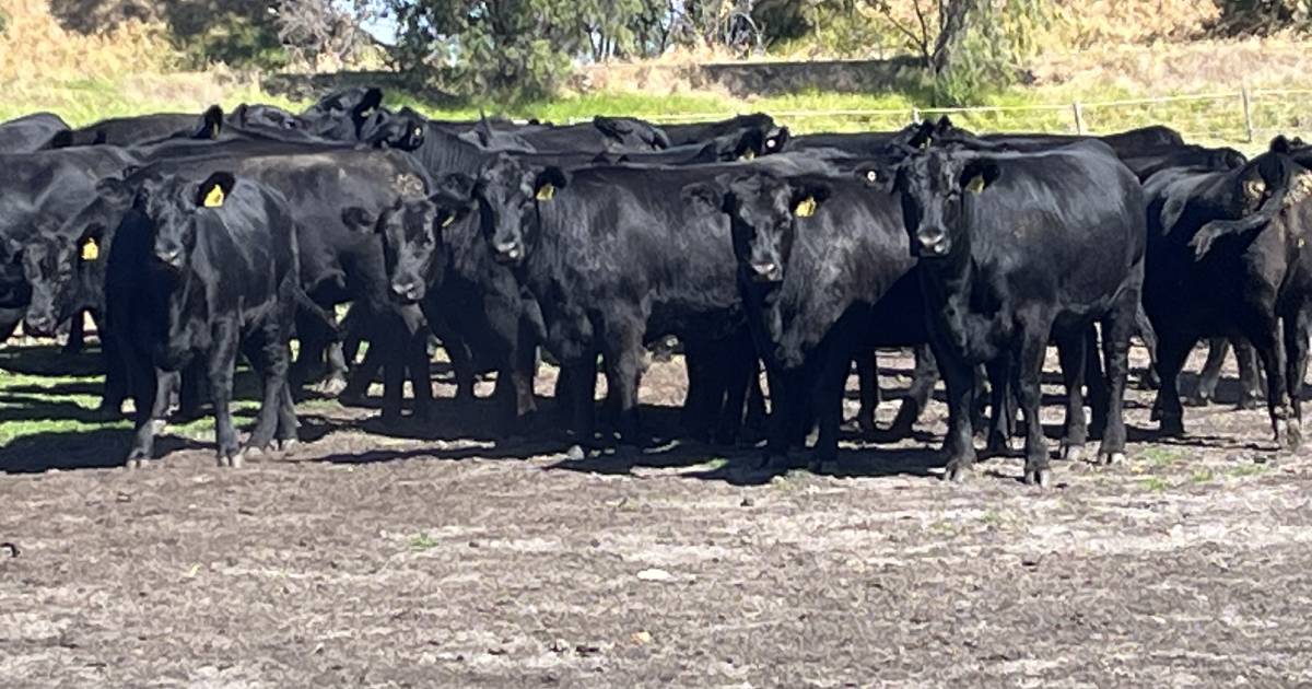 Elders to yard 1400 head at Boyanup Store sale | Farm Weekly