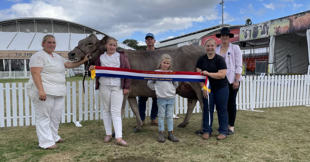 Brown Swiss dairyness dominates breed during judging at Sydney Royal Show