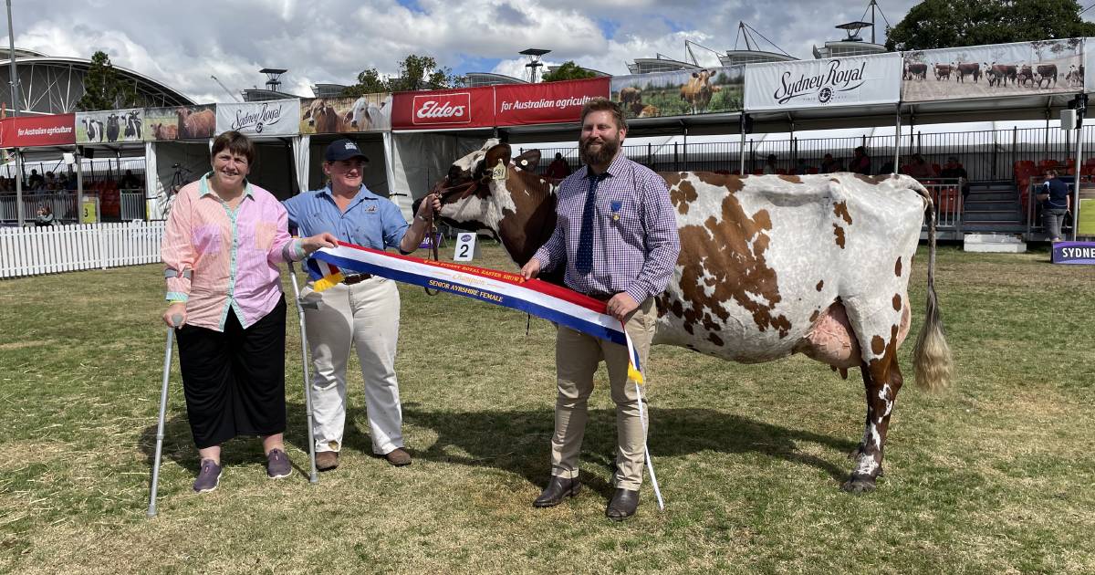 Sydney Royal Ayrshire champion has the right stuff