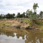 Wooden weaners find a home in the 'heart of cattle country'