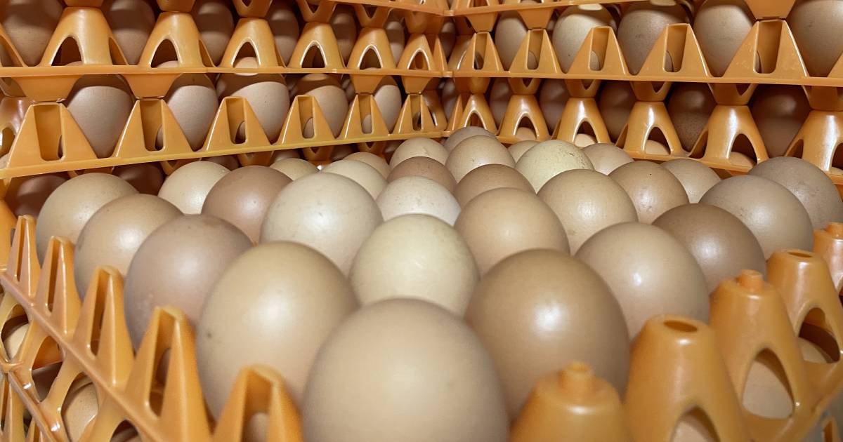 Egg industry scrambles to meet demand as consumers buy big