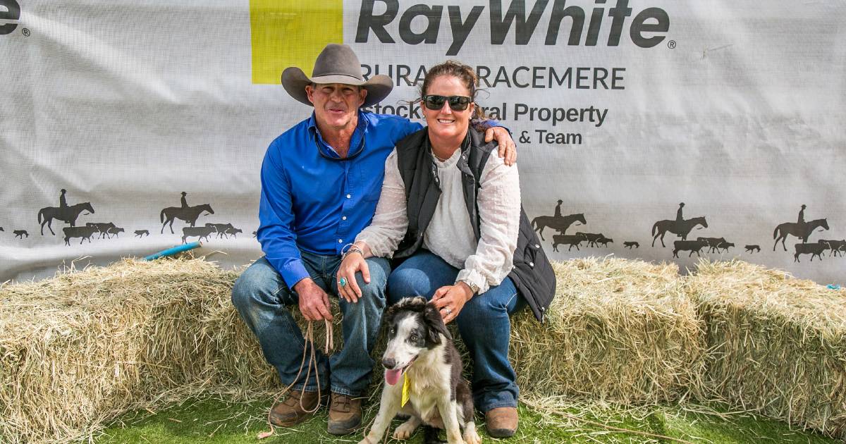 Collie pups with Welsh bloodline average over $15,000 at Rocky Working Dog Sale