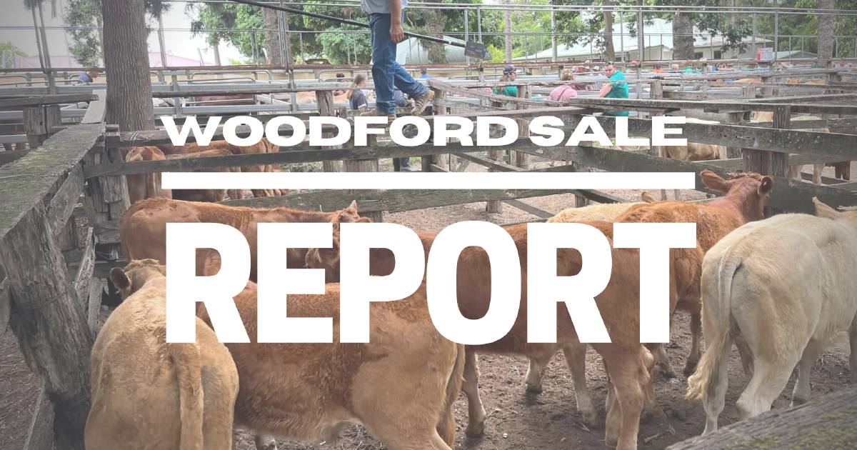 Steers and vealer heifers hold firm at Woodford