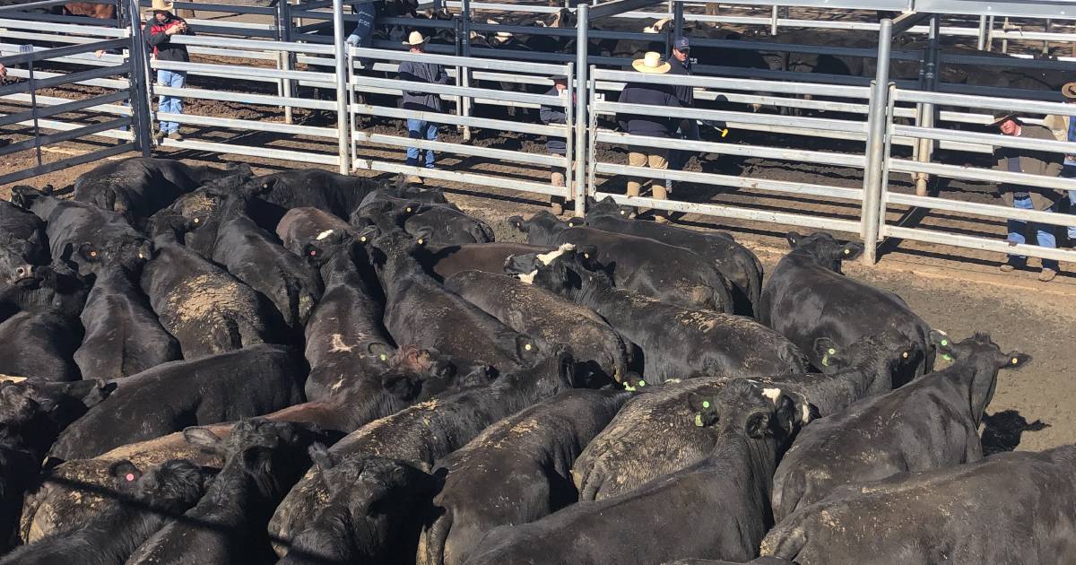 Young cattle a highlight at Dubbo sale