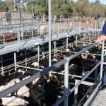 Government funding to progress Glen Innes indoor equine and livestock centre