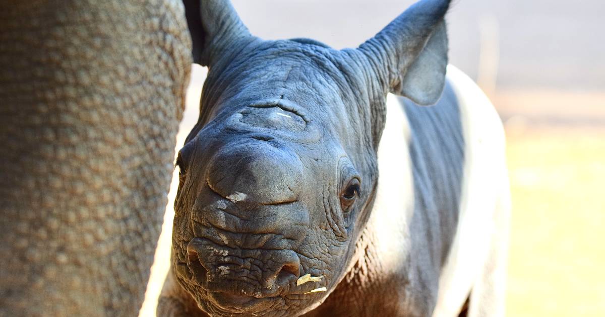 Watch as critically-endangered black rhino calf born at Taronga Western Plains Zoo Dubbo | The Land