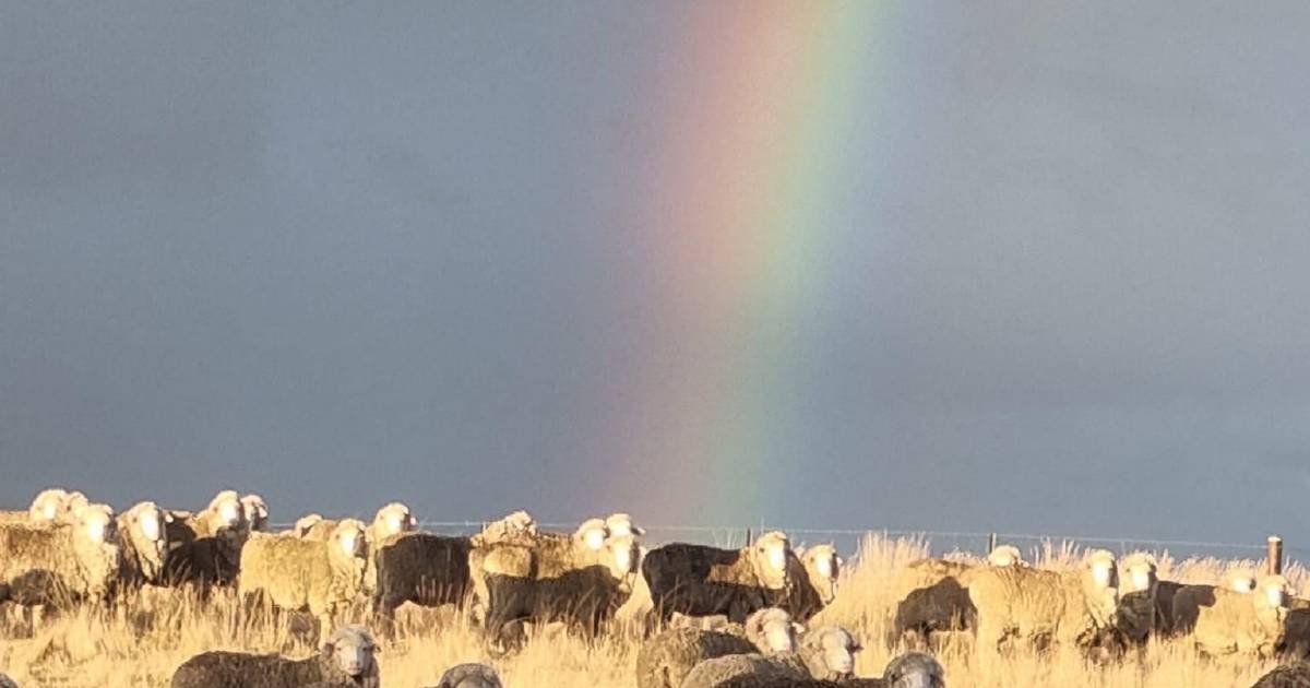 Update for Berridale Merino ewe competition | The Land