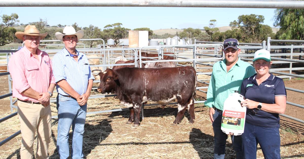 Charolais and Shorthorn bulls sold in Toodyay | Farm Weekly