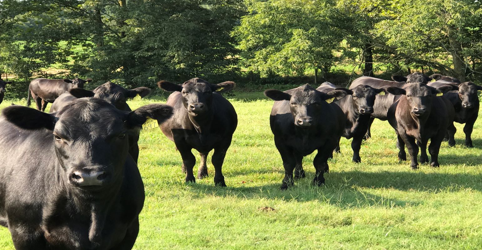 Are parasite problems returning in cattle due to dewormer resistance?