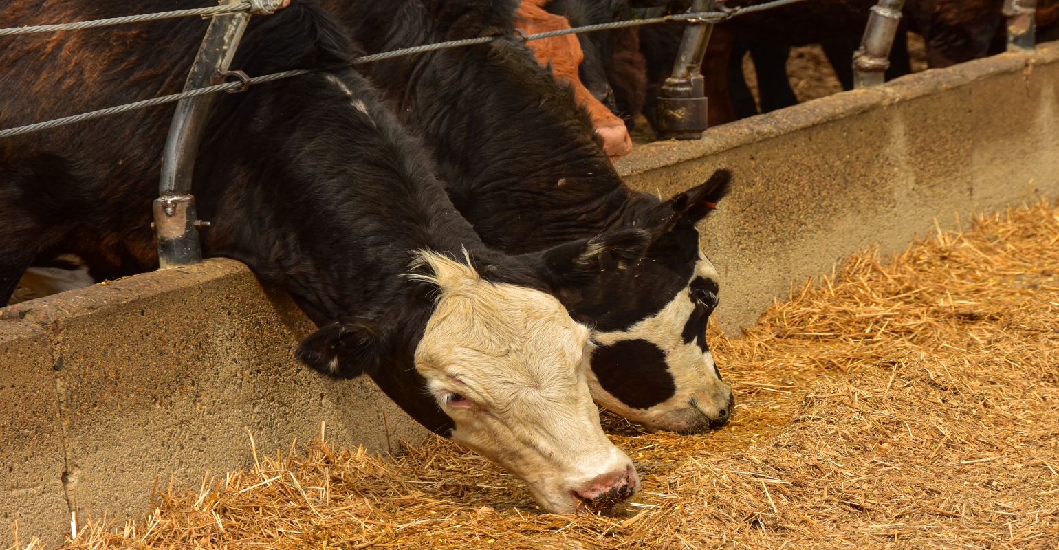 Fed prices leading cattle markets to record levels