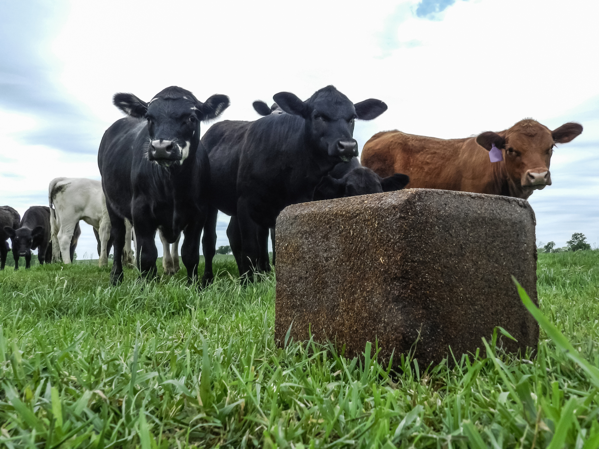 Mineral balance for the breeding herd