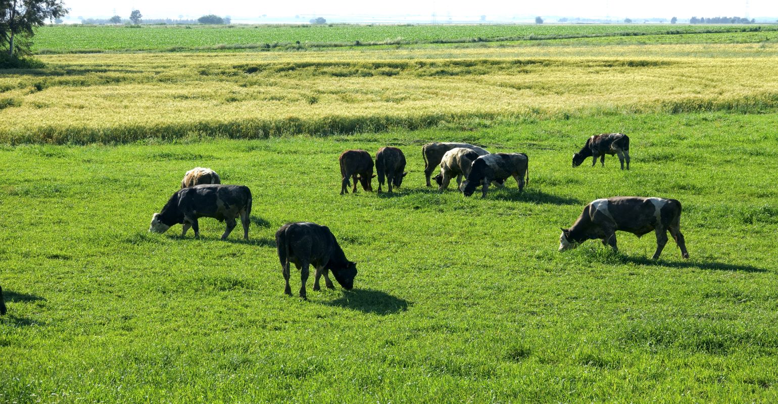 Getting the most out of grazing cereal rye