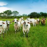 CH4 Global launches Methane Tamer Beef Feedlot formulation