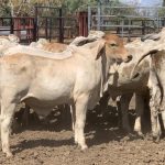 Demand for feeder steers and heifers at Silverdale