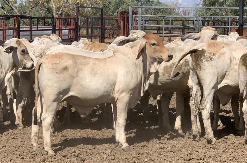 Brahman-type feeder and slaughter cattle copping big price penalties