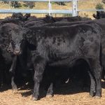 Wendalla stud bull sells to $22,000 top | Farm Weekly