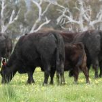 Peter Allen’s internationally famous Tenterfield Saddler on the market | The Land