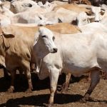 Tom and Tara Walker establish sugarcane and Droughtmaster operation at Paterson after moving from UK | Queensland Country Life