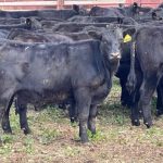 Weaner steers at NVLX sold to $1600 | The Land