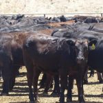 Ag Minister Watt flags higher import biosecurity charges