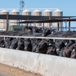 Strong trading environment for Aussie beef