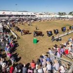 Simple test delivers cattle selection for nitrogen use efficiency