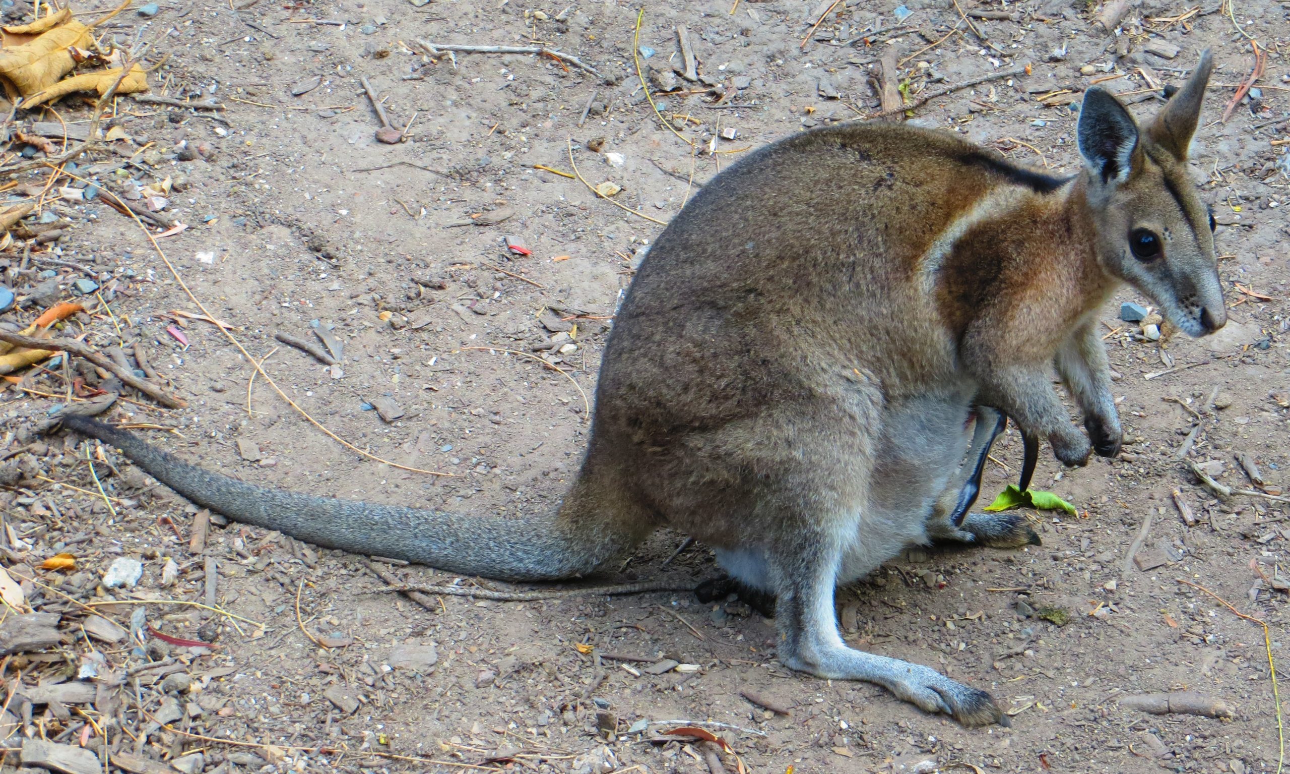 Cluster fence expansion poses opportunities for threatened fauna