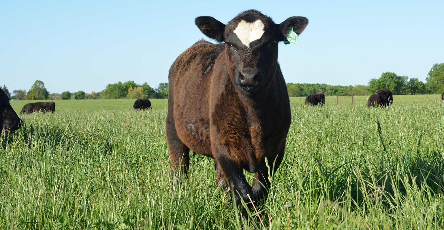 Before rebuilding your herd, focus on your pastures during 2023