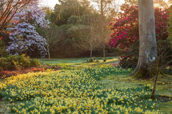 Borde Hill Gardens, and the glory of its incomparable magnolias