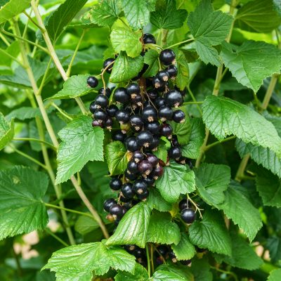 Blackcurrants: Easy to grow, endlessly versatile, and why home-grown is way better than you’ll find in the shops