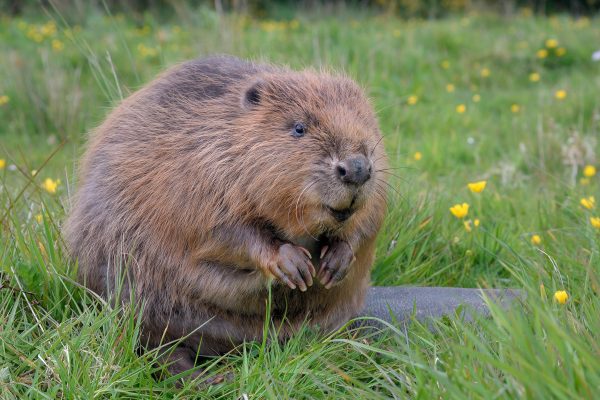 Beavers discovered living on River Avon, 400 years after they were supposed to have gone extinct