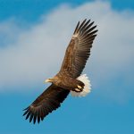 Alabama farm honored with National Environmental Stewardship Award