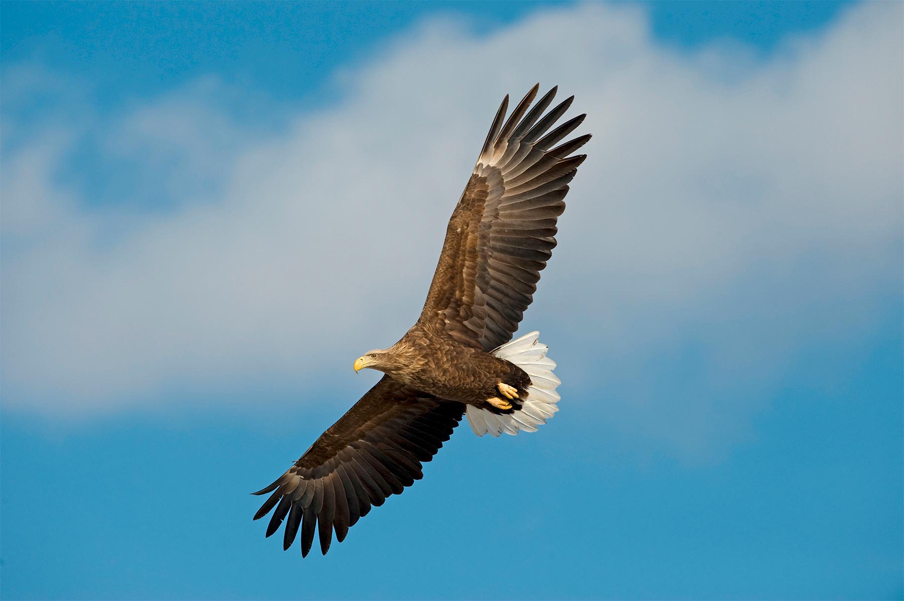 150 species, 1.5 million acres in the 10th annual Big Farmland Bird Count