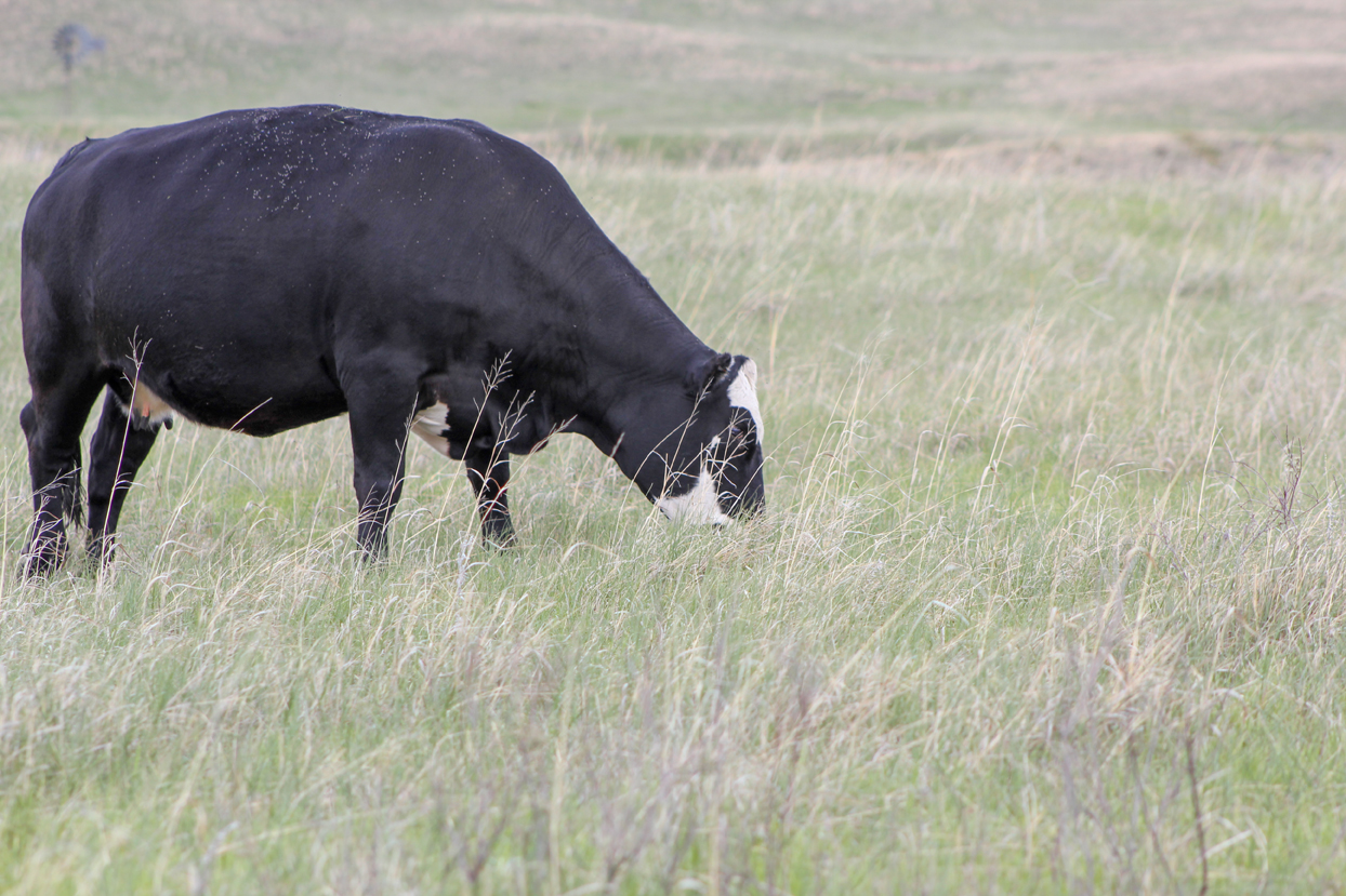 Preventing grass tetany in the lactating beef cow