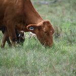 How cow belches are powering trucks in California