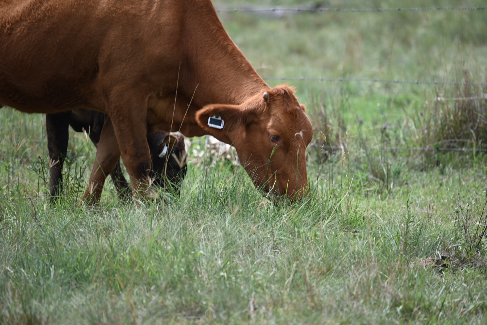 Smart ear tag delivers pasture feed intake breakthrough