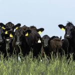 BQA audit results yield homework for cattle industry