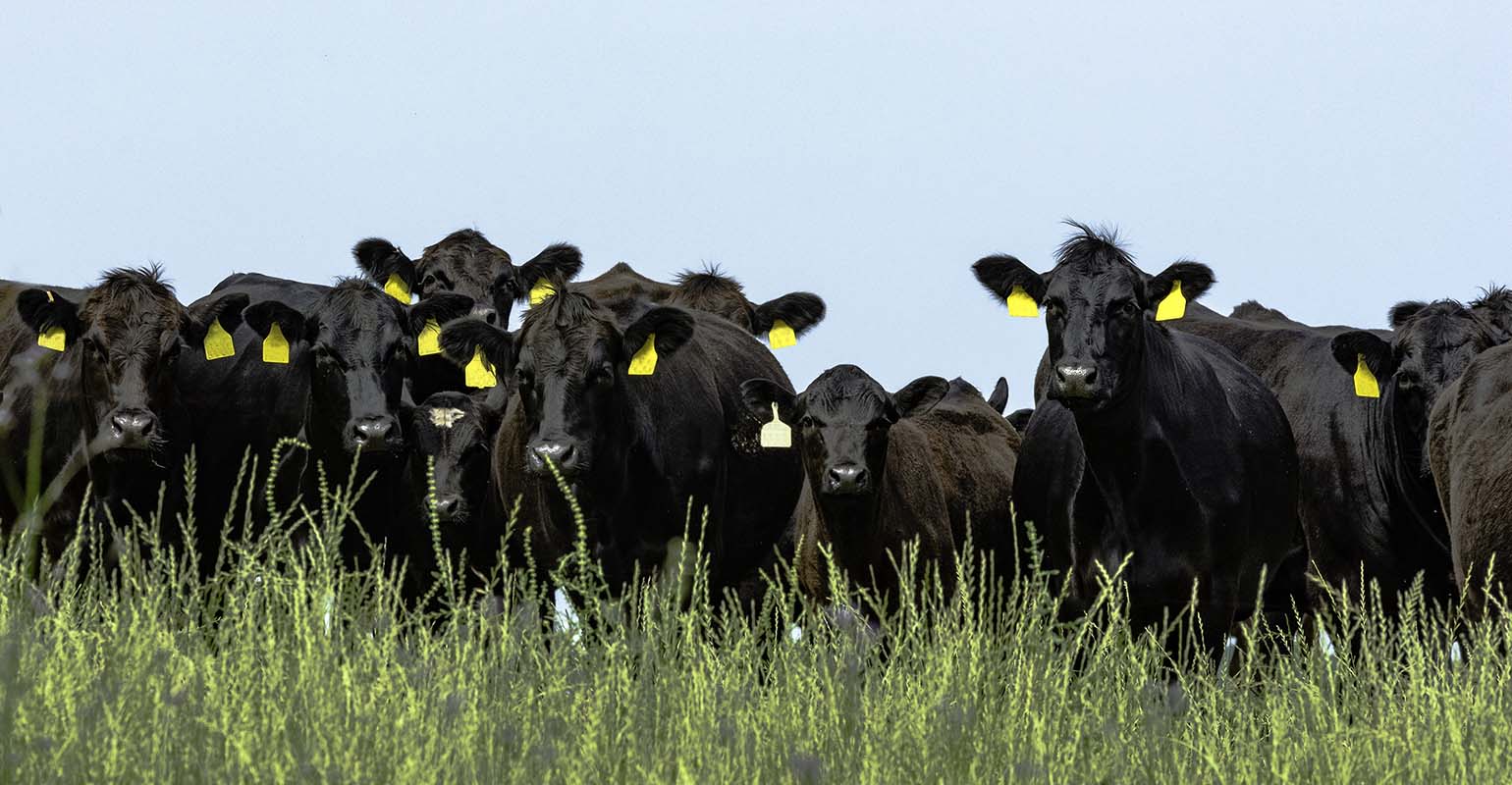 Why livestock sales contracts should be in writing