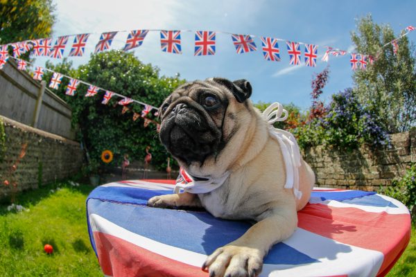 How to take your dog to a coronation street party, by top trainer Ben Randall