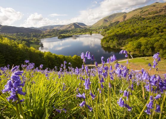 Curious Questions: How do you tell the difference between a British bluebell and a Spanish bluebell?