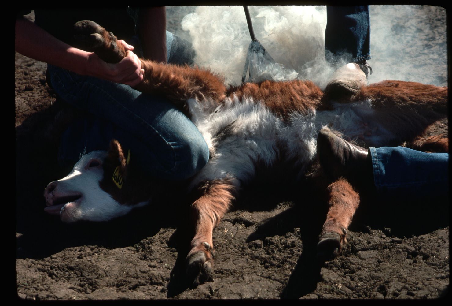 Calf processing and branding | Beef Magazine