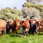 March beef exports see significant rise, but April likely to ease