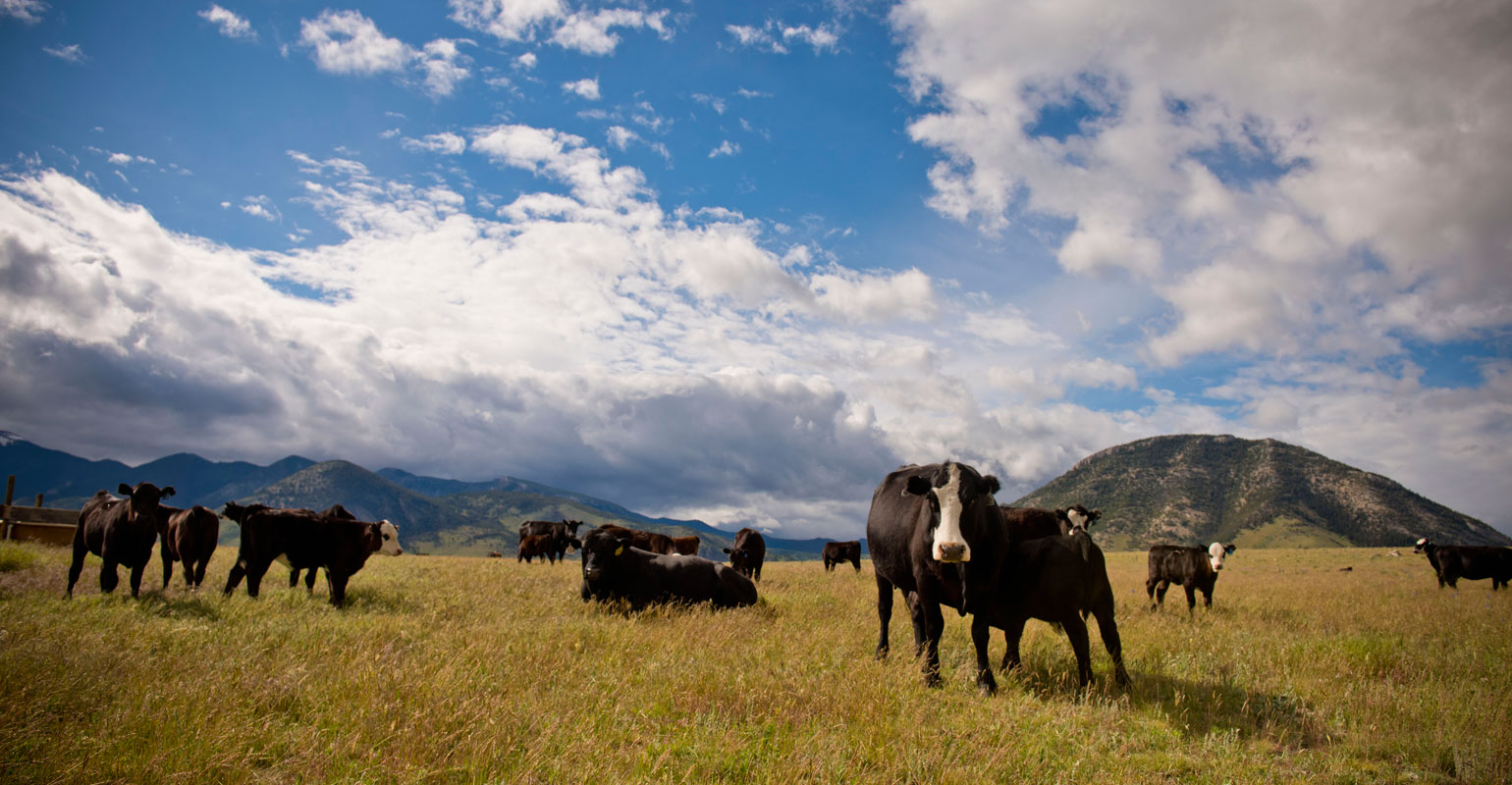 Optimize cattle nutrition investment with consistent mineral intake