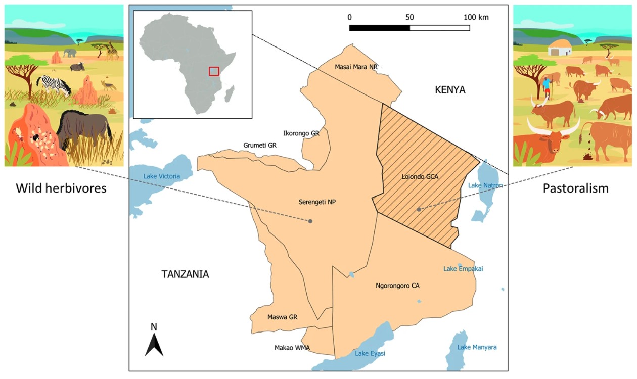 Research shows similar emissions between wild herbivores and cattle