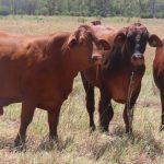 Offers of about $250/acre sought for destocked cattle property